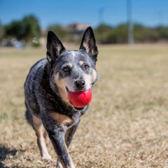 PELOTA CAUCHO / KONG CLASSIC ROJA