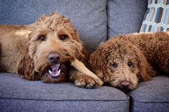 JUGUETE MASTICABLE PARA PERRO PALO DE MADERA