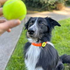 ESCUDO JIBY PELOTA DE TENNIS