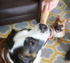 JUGUETE MASTICABLE PARA PERRO PALO DE MADERA